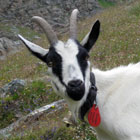 A Fine Goatee